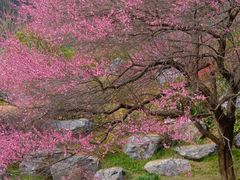 -中国茶叶博物馆(双峰馆区)