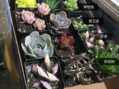 -万商花鸟市场