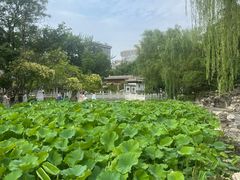 -莲湖公园