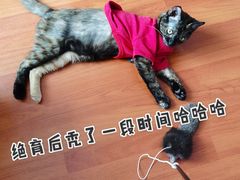 -艾贝尔宠物诊疗