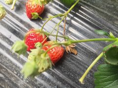 -胜丰草莓采摘园