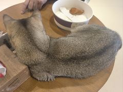 -藏猫猫咖啡主题馆(中央大道店)