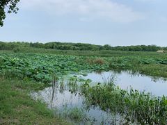 -同里国家湿地公园