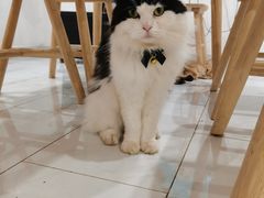 -楼上猫咖(罗湖店)