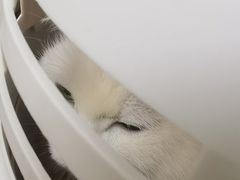 -柏萃动物医院·骨科·牙科