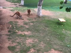 -西霞口神雕山野生动物世界
