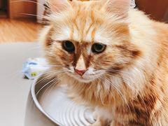 -MOCHA明星猫咖(田子坊店)