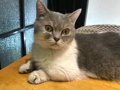 -猫色咖啡·猫咖