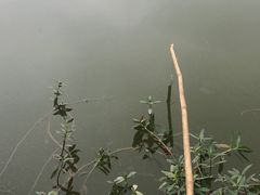 -同銮特种养殖场·龙虾垂钓