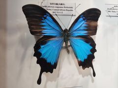 -吉林省自然博物馆