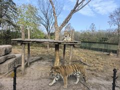 -上海野生动物园老虎餐厅
