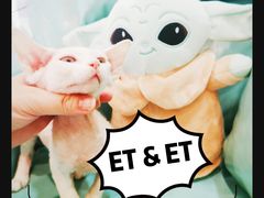 -十年猫舍·猫咪专门店(普陀店)