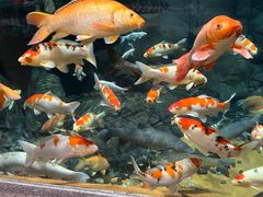 -上海海洋水族馆