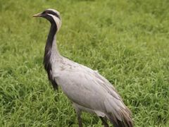 -普洱太阳河森林公园