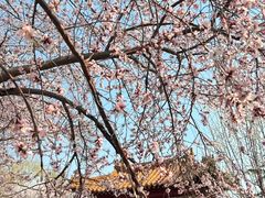 -桃花堤公园
