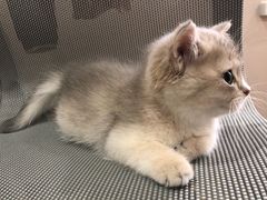 -东方名猫馆·英短金渐层布偶猫舍(环线广场1号楼店)