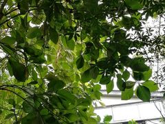 -呀路古热带植物园