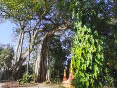 -瑞丽独树成林风景区