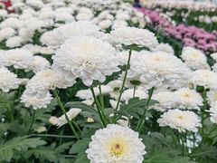 -上海鲜花港