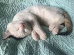 -中农大我爱我爱24h动物医院·中医针灸·猫专科·骨科医疗中心(双井店)