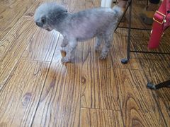 -志龙皇冠吃货椰子铺