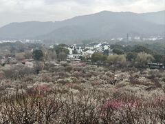 -香雪海
