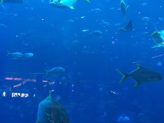 -亚特兰蒂斯•OSSIANO奥西亚诺海底餐厅