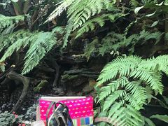 -Fern Forest Cafe