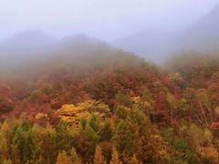 -江心岛