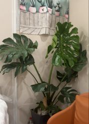 -奥丽维娅美容养生会所