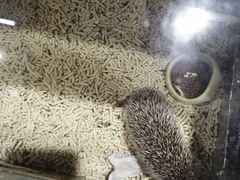 -龟与熊猫宠物公园(南坪店)