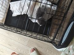 -欣宠猫屋·矮脚拿破仑·蓝金金渐层