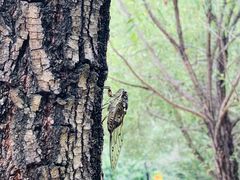 -牛八宝桂林米粉(八里庄店)