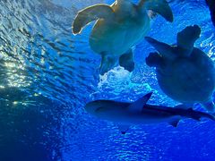 -太平洋海底世界