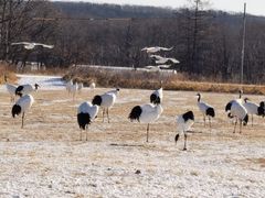 -钏路市丹顶鹤自然公园
