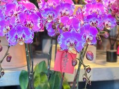 -自由生长植物工作室(深港花卉中心店)