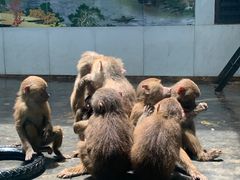 -西安秦岭野生动物园