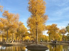 -金塔沙漠胡杨林景区