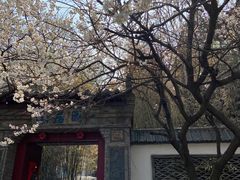 -老张烤羊(王哥庄店)