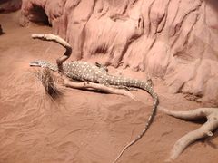 -费瑟代尔野生动物园