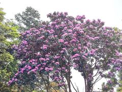 -梧桐山风景名胜区