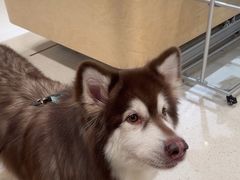 -帕帕拉兹宠物(亚洲旗舰店)