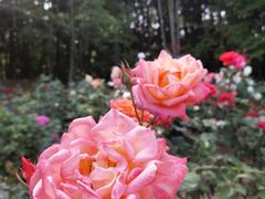 -上海共青森林公园