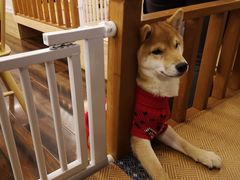 -豆柴町-柴犬主题狗咖(红鼎国际C座店)
