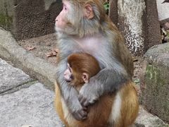 -黔灵山公园