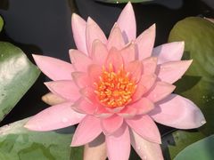 -曼听御花园