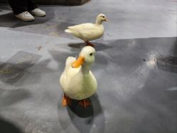 -Zoolung Zoolung动物主题公园(海信广场店)