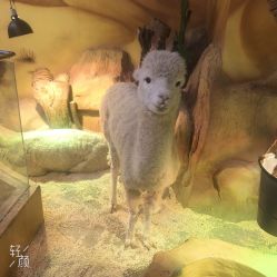 -未来动物城主题公园(正弘城店)
