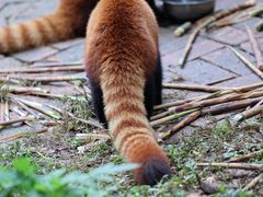 -成都大熊猫繁育研究基地