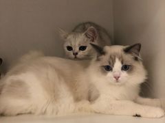 -momokira米努特·德文卷毛猫·棉花面纱犬